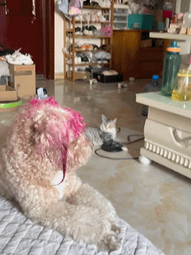 搞笑有趣的GIF：女朋友煮的玉米就是不一样