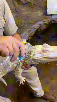 有意思的GIF:民警劝说半天不下来,直到特警出现……