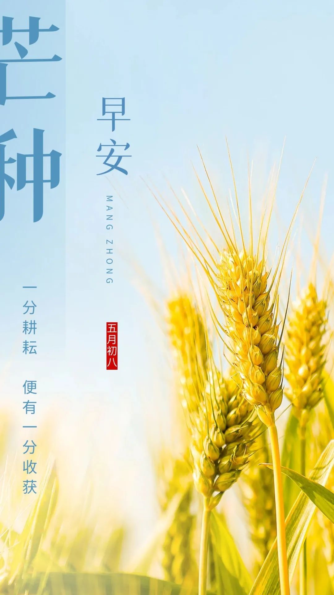 芒种吉祥语，芒种祝福问候图片，芒种快乐