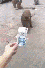 搞笑的GIF：这比广场舞还占地方，不过比广场舞好玩！