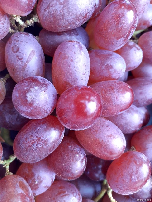 桃李葡萄苗基地红提葡萄苗的种植技术之枝蔓管理和花果管理