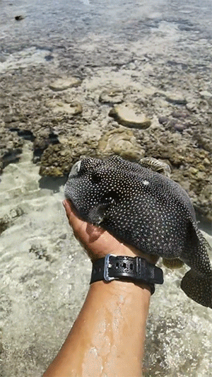海洋生物GIF：关岛海边，你能看到那些奇特的生物！