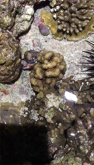 海洋生物GIF：关岛海边，你能看到那些奇特的生物！