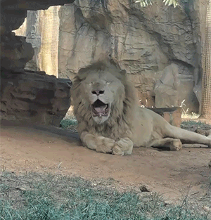 爆笑的动态图：非洲的狮子在国内热成狗了