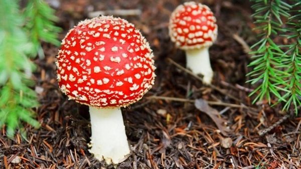 4岁女童吃毒蘑菇不幸离世 吃了毒蘑菇怎么解毒怎么自救？