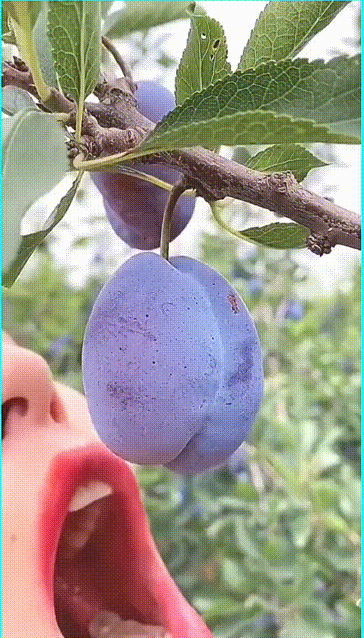 美妹子GIF：这种吃水果的方式很独特