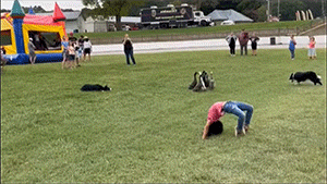 搞笑GIF 砖厂的老板都好奇这月饼的配方 搞笑GIF 图10