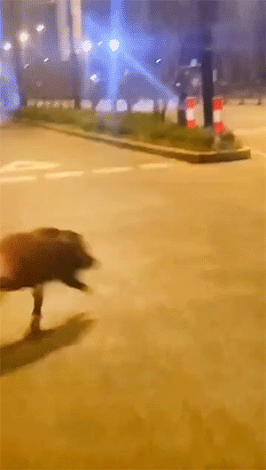 照片 - 精彩动图 容错率极低的高难度姿势 - 第2页 搞笑GIF 图9