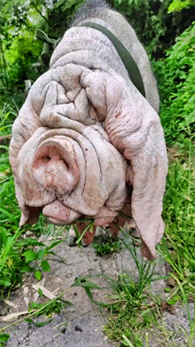 照片 - 精彩动图 容错率极低的高难度姿势 - 第2页 搞笑GIF 图2