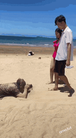 照片 - 精彩动图 容错率极低的高难度姿势 - 第2页 搞笑GIF 图1