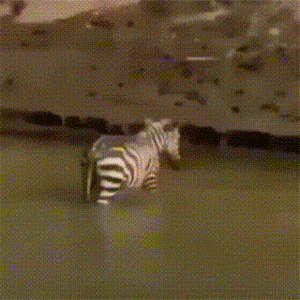 鸡蛋 - 爆笑的GIF图 她们真的好开心呀 - 第3页 搞笑GIF 图9