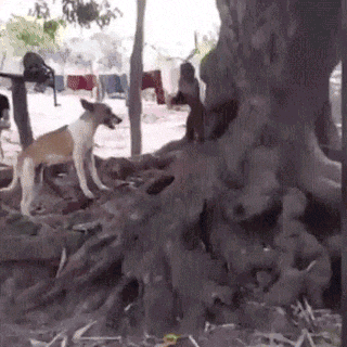 鳄鱼 - 爆笑的GIF图 她们真的好开心呀 - 第2页 搞笑GIF 图7