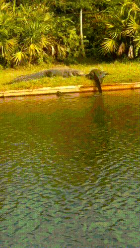 鳄鱼 - 爆笑的GIF图 她们真的好开心呀 - 第2页 搞笑GIF 图1