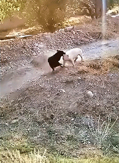 搞笑动图 爸爸再也不敢玩捉迷藏了 搞笑GIF 图17