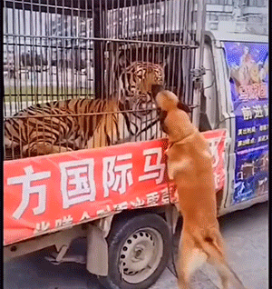 精彩动态图 我身边真有这种狗 搞笑GIF 图17
