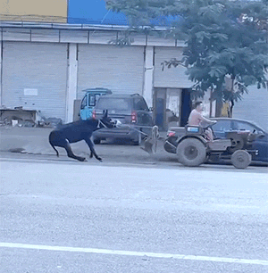 爆笑的动态GIF 现在的外卖也太卷了吧 内涵段子 图16