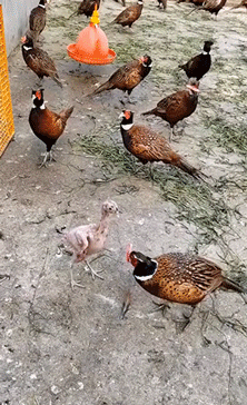 ​搞笑GIF图 自己不尴尬 尴尬的真是别人 搞笑GIF 图11