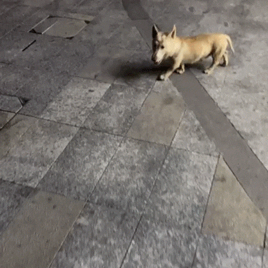 ​搞笑GIF图 自己不尴尬 尴尬的真是别人 搞笑GIF 图9