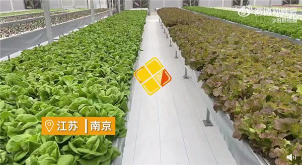 江苏女子建植物工场让菠菜一年长22茬引热议  专家：可能耽忧食用【热门往事】风气中国网